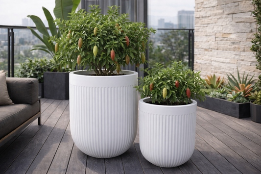 Tuscan Ribbed Belly White